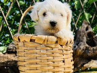 Sevimli Harika Güzellikte Maltese Terrier Yavrular