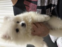 Pomeranian köpeğimiz