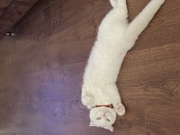 1 yaşında dişi Scottish fold