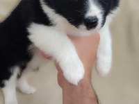Efsane border collie yavrular