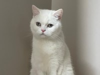KEDİMİZ PAMUK İÇİN ACİL YUVA ARIYORUZ