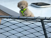 BABY FACE MALTİPOO ERKEK