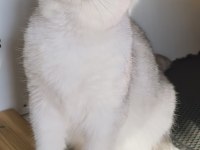Scottish fold shorthair bs 11 erkek