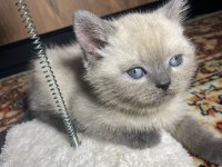 9 nisan doğumlu scottish Fold Blue