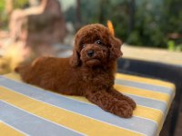 Irkın en güzeli toy poodle yavrularımız