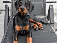 Çiftliğin efsane doberman yavruları kapıda ödemeli