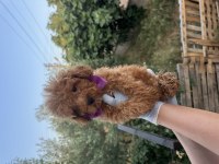 Orijinal toy poodle yavrularımız