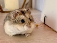 HAMSTER-GONZALES YAVRULARIMIZ HERYERE GÖNDERİM
