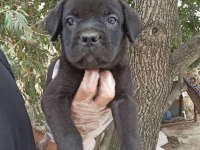 Ruhsatlı köpek çifliğinden cane Corso yavrular a scrli