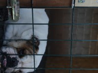 Damızlık 16 aylık 3 dişi ve 1 erkek bulldog
