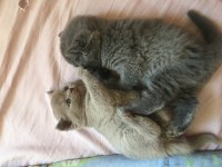 TOP KAFA AYI SURAT A KALİTE ŞECERELİ BABADAN YAVRU KEDİLER