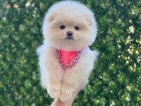 Pomeranian krem beyaz renk