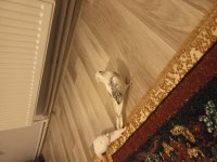 Albino ve heawy sultan papağanı takımlar