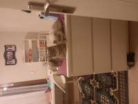 Blue point 7 aylık british shorthair