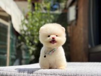 Sağlık Ve Irk Garantili Pomeranian