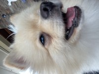 Pomeranian erkek
