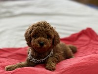 TEACUP RED BROWN KORE POODLE YAVRUMUZ YENİ YUVASINA HAZIR