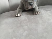 A kalite sıfır kuyruk sıfır burun ev doğum french bulldog