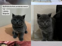 British shorthair yavrular dişi ve erkek mevcut uygun
