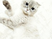 Scottish fold 3 yaşında