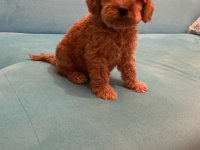 Babalık hakımız kalite poodle