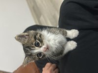 Minik Oyuncu Kedimizi Sahiplendiriyoruz