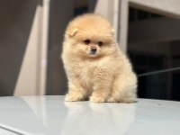 Pomeranian boo yavrularımız orijinal