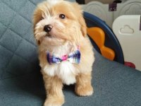 Ev Üretimi Maltipoo Bebeklerimiz