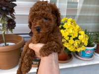 Tüy dökmeyen aşılı ve pet eğitimli poodle yavrum