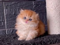 Yumuşacık Golden British Longhair 