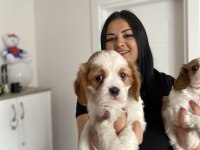 Safkan cavalier king charles yavrularım
