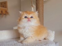 Kaliteli yavru british shorthair arıyorsanız doğru adres