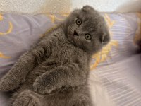 Dişi scottish fold yavrumuz sahiplendirilecektir 2 aylık