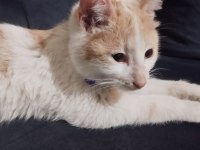 Kedimiz Lady yuva arıyoruz