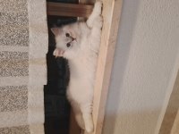 Bulut paşa british longhair