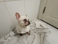 Dişi lilak tan platinum french bulldog