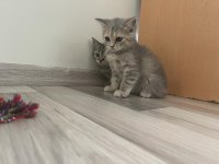 ÜCRETLİ SAHİPLENDİRME BRİTİSH SHORTHAİR