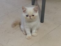 Doll face gerçek safkan KremPoint erkek Kedimiz