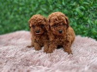 Toy poodle güzellikler