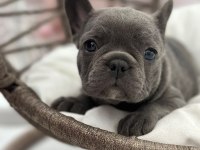 KALİTELİ BLUE FRENCH BULLDOG BEBEKLER