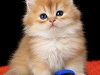 British Shorthair ve Longhair Golden Yavrular