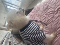 Dişi pomeranian 2 yaşında