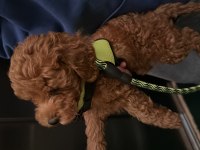 2 aylık erkek poodle