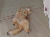 Scottish fold 1.3 yaşında