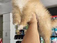 Uygun pomeranian arayanlara