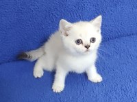 YENİ YUVASINA GİTMEYE HAZIR  BRİTİSH PONÇİK
