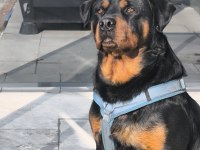 Mükemmel ahlaklı anne babadan gelen asaletli rottweiler