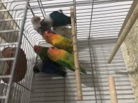 2 adet cennet 6 adet sevda papağanı