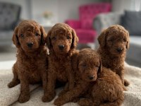 SAFKAN TOY POODLE