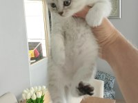 British shorthair yavrular
